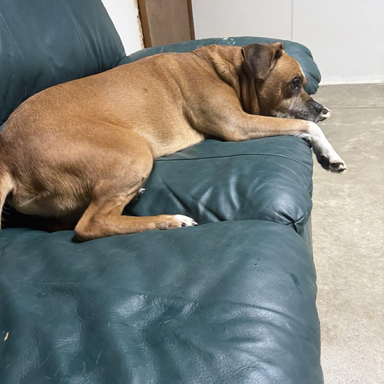 Philly-A Senior with a Lifetime of Love to Give, a Adoptable mixed breed in Archbold , OH image 4/6