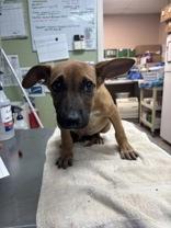 Elinor, adopted, Puppy Female Mixed Breed.