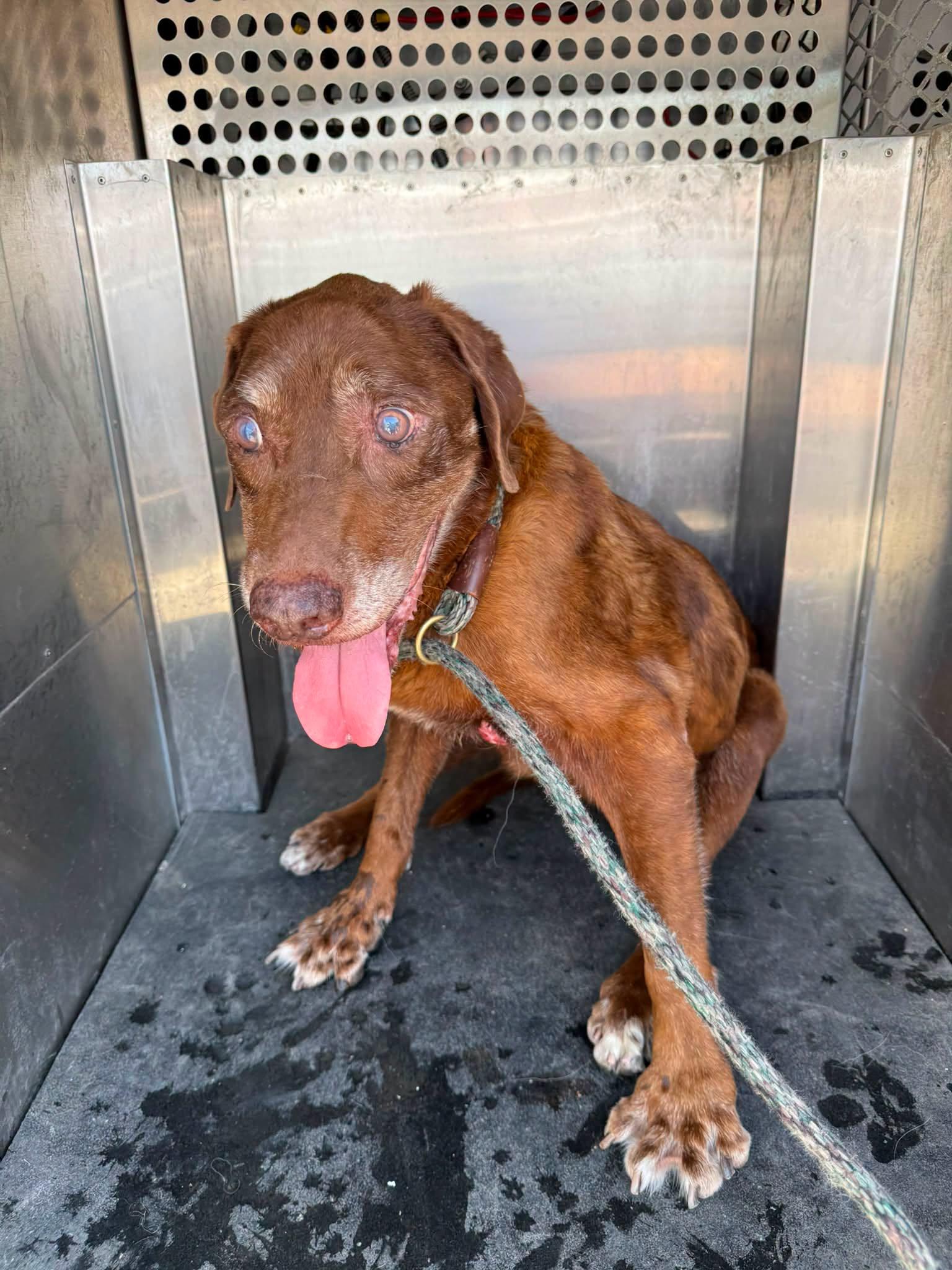 Enlarge Blue, a Adoptable Labrador Retriever in Rowlett, TX image 1/1