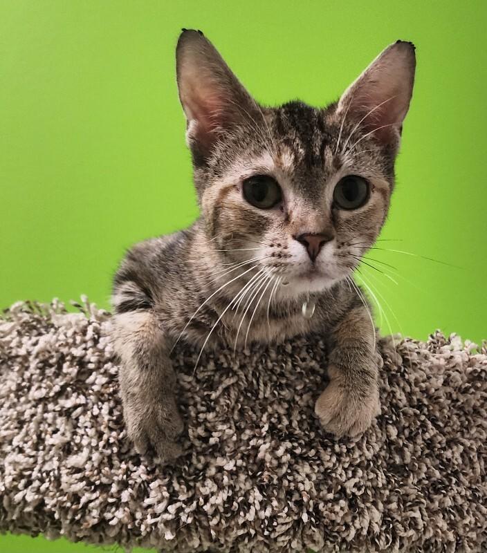 Enlarge Pettitte, a Adoptable Domestic Short Hair in Jackson, TN image 1/4