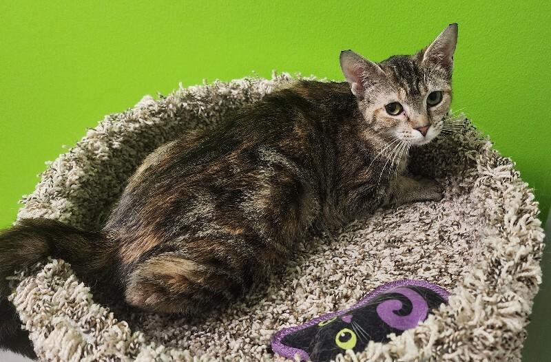 Enlarge Pettitte, a Adoptable Domestic Short Hair in Jackson, TN image 2/4