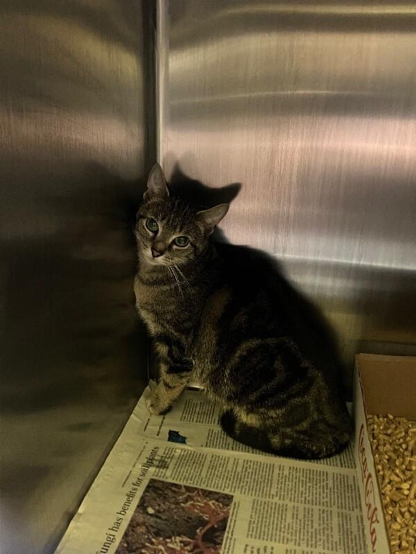 Enlarge Pettitte, a Adoptable Domestic Short Hair in Jackson, TN image 3/4