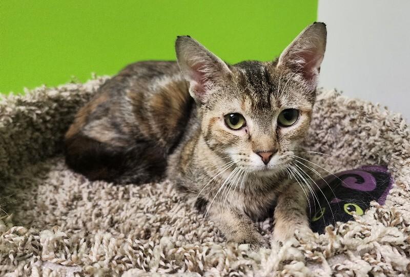 Enlarge Pettitte, a Adoptable Domestic Short Hair in Jackson, TN image 4/4