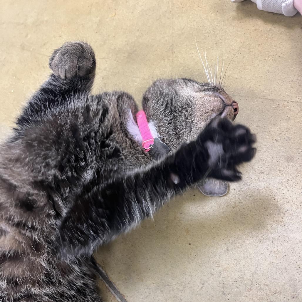 Enlarge Lily, a Adoptable Domestic Short Hair in Stokesdale, NC image 3/4