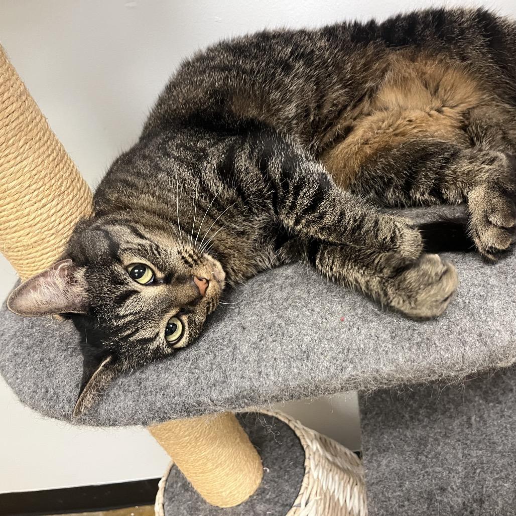 Lily, Adoptable, Senior Female Domestic Short Hair.