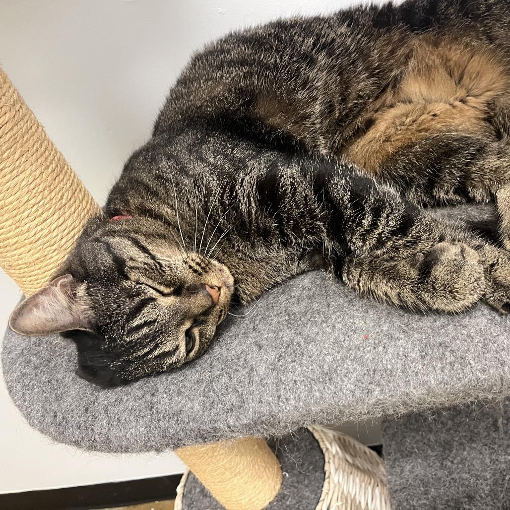 Enlarge Lily, a Adoptable Domestic Short Hair in Stokesdale, NC image 2/4