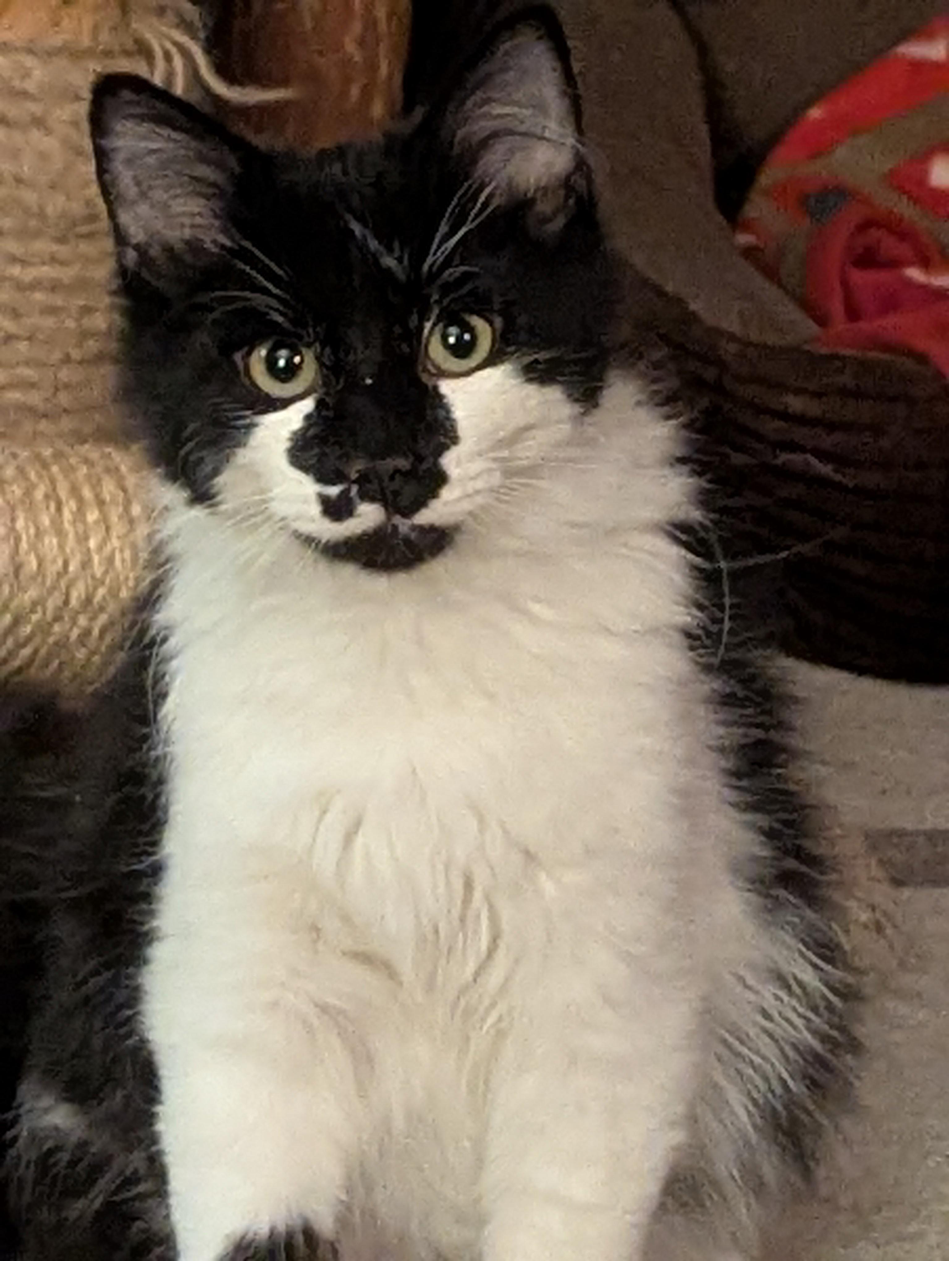 Enlarge Oliver, a ADOPTABLE Maine Coon in Medford, WI image 1/1