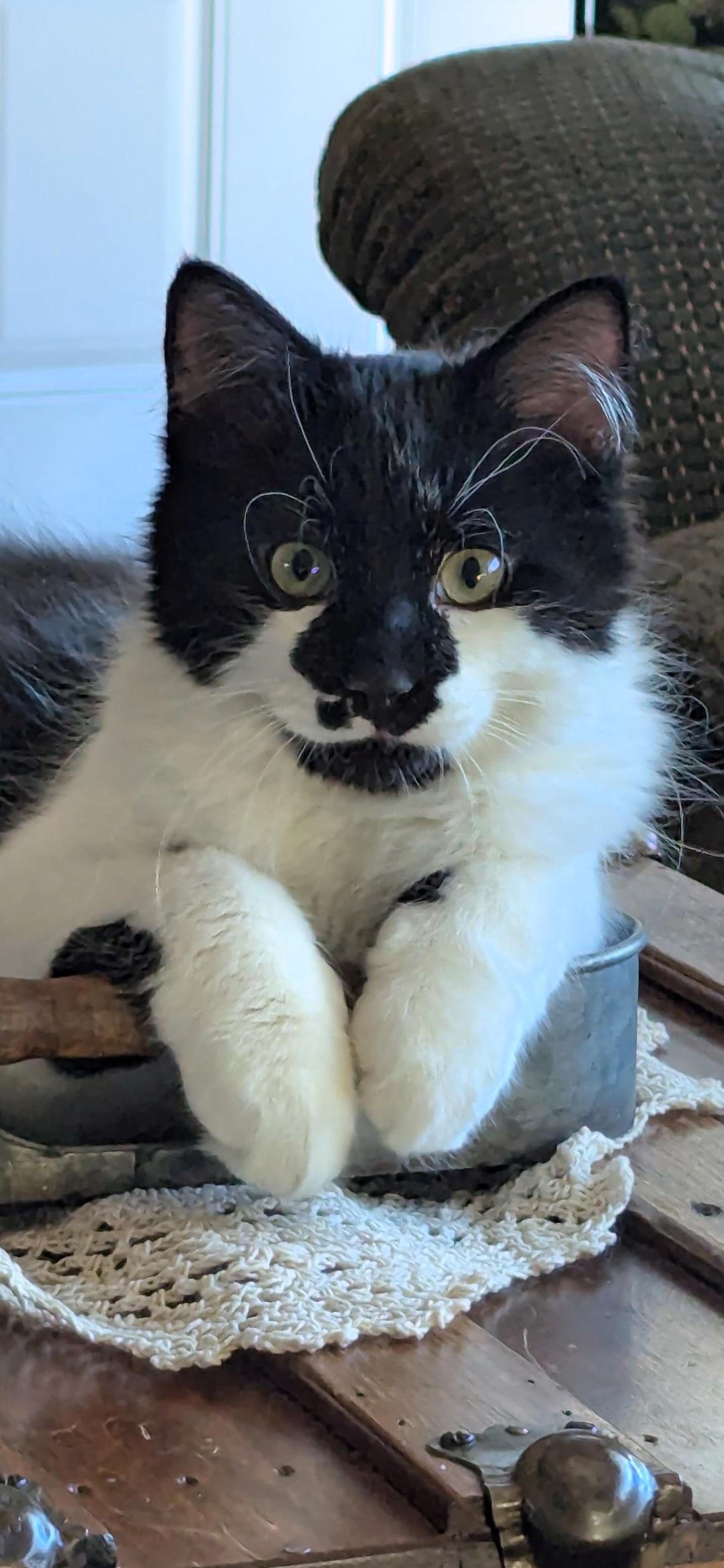 Oliver, adopted, Kitten Male Maine Coon.