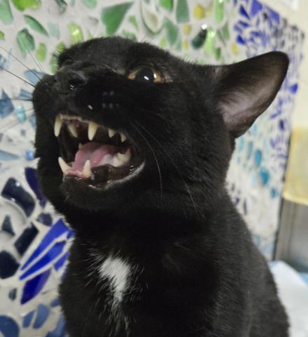 Enlarge MR BEANS, a Adoptable Domestic Short Hair in Pensacola, FL image 1/1
