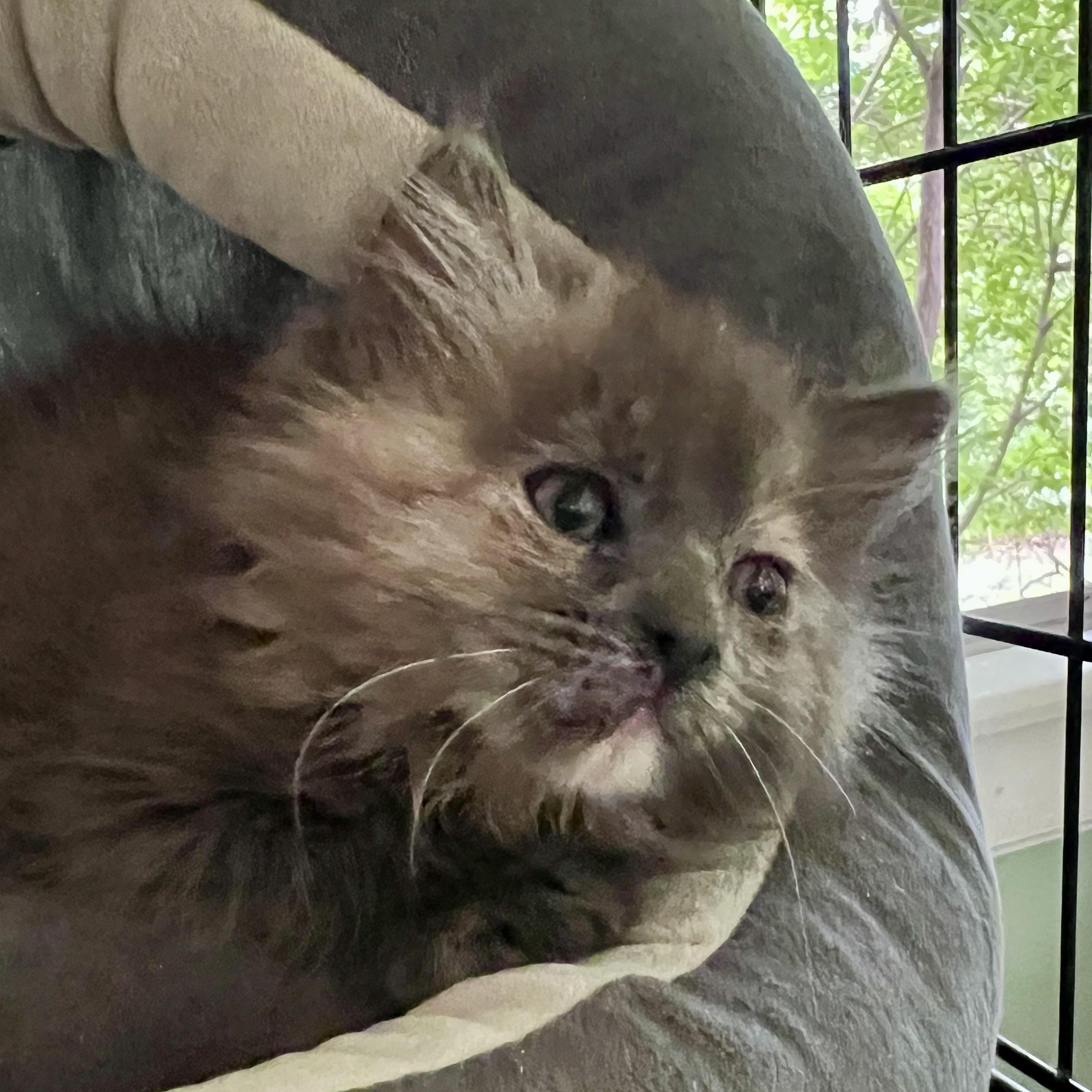 Eloise, a ADOPTABLE Domestic Long Hair in Maplewood, NJ image 2/5