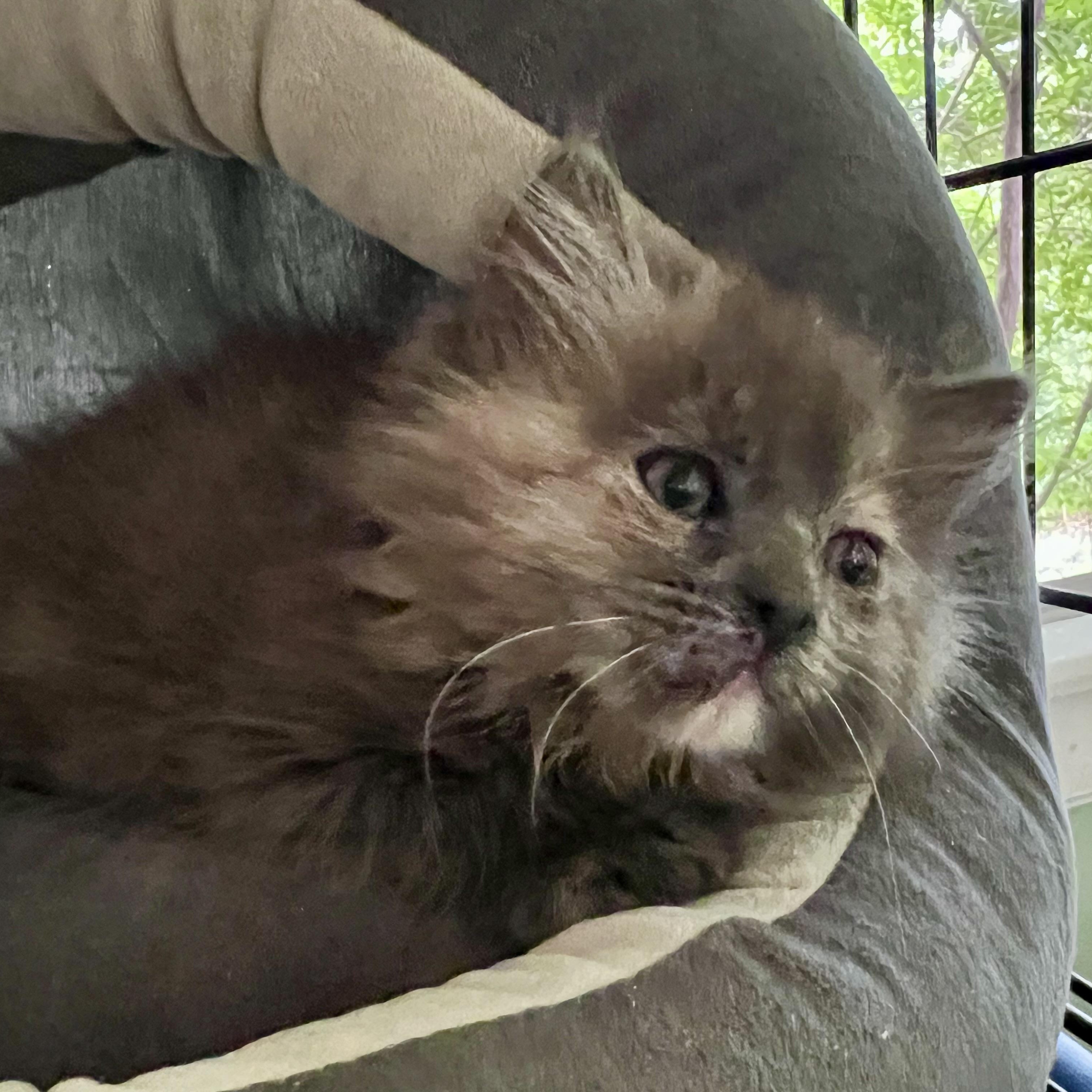 Eloise, a ADOPTABLE Domestic Long Hair in Maplewood, NJ image 5/5