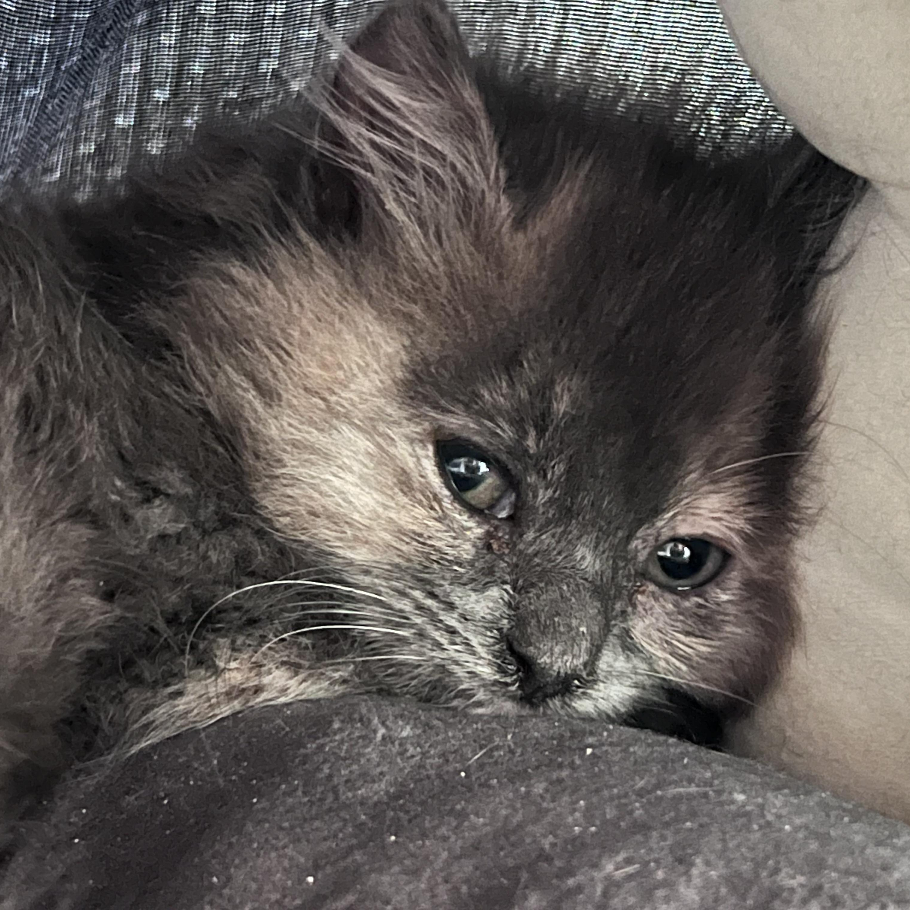 Eloise, a ADOPTABLE Domestic Long Hair in Maplewood, NJ image 3/5