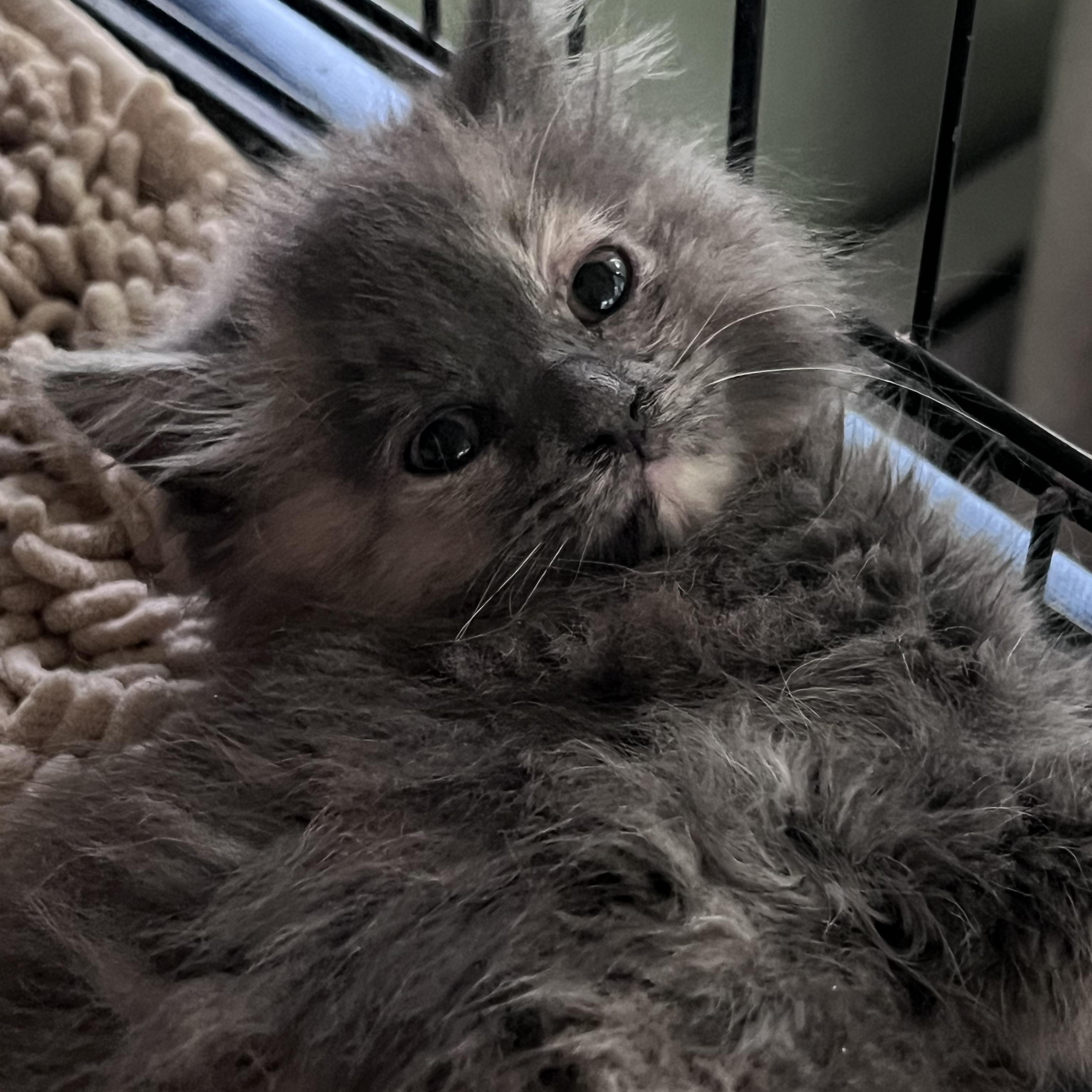 Eloise, a ADOPTABLE Domestic Long Hair in Maplewood, NJ image 4/5