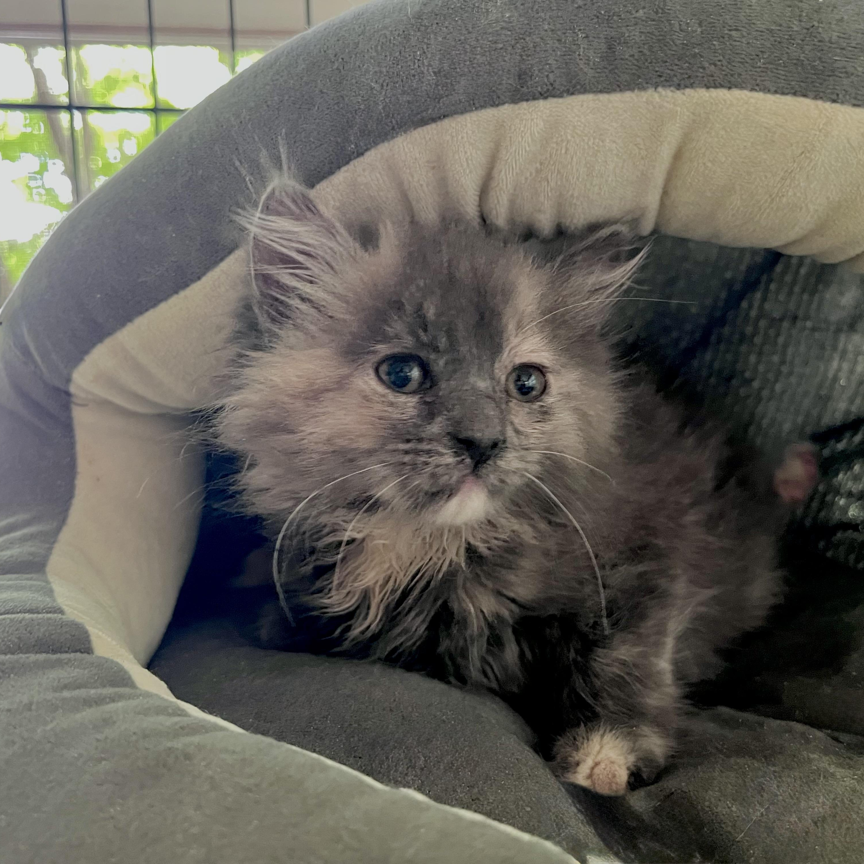 Eloise, ADOPTABLE, Kitten Female Domestic Long Hair.