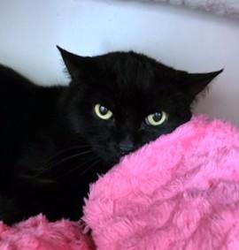 Enlarge SABRINA, a Adoptable Domestic Short Hair in Boston, MA image 1/1