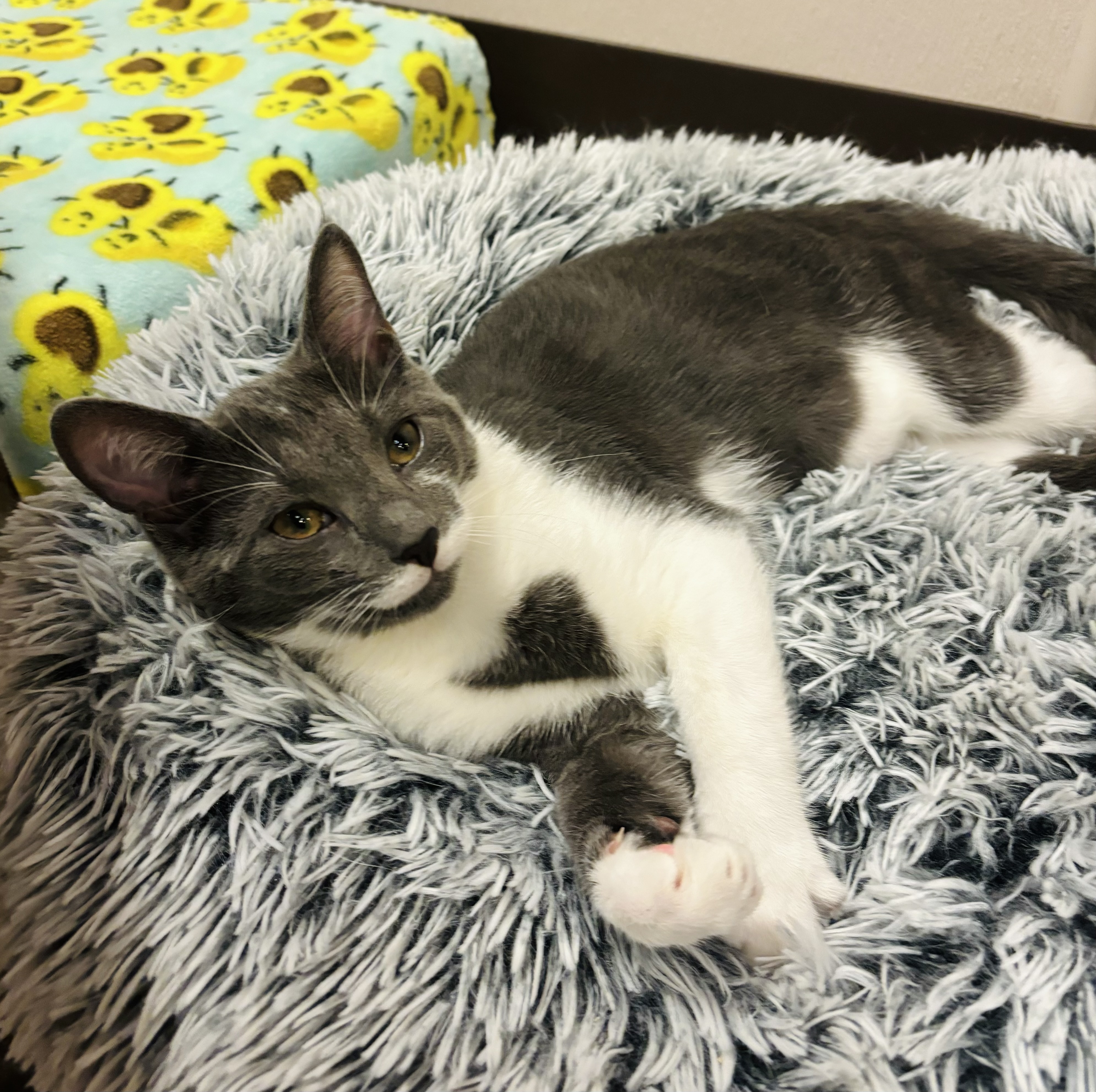 Enlarge Tickles, a Adoptable Domestic Short Hair in Salisbury, NC image 2/6