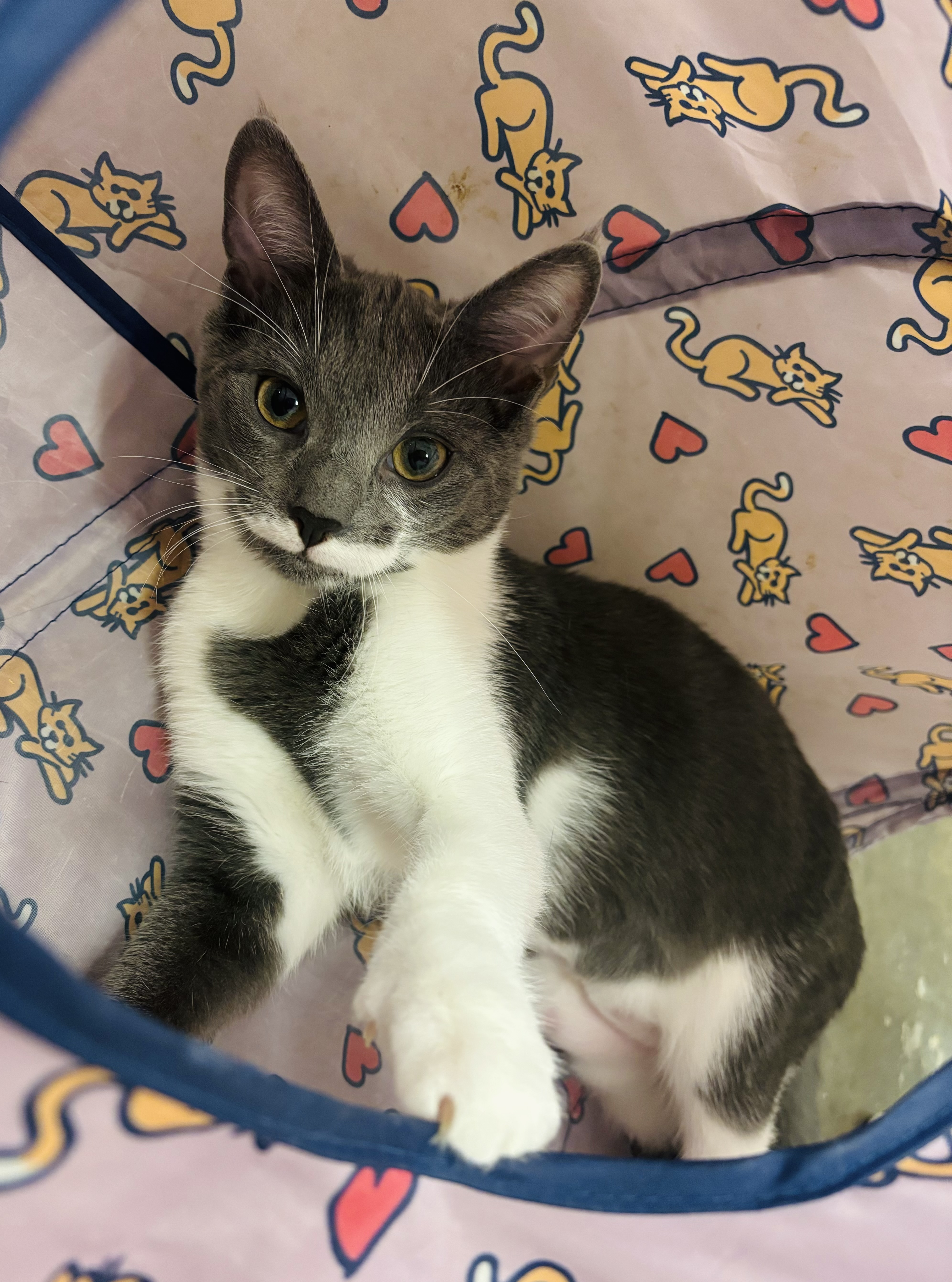 Enlarge Tickles, a Adoptable Domestic Short Hair in Salisbury, NC image 4/6