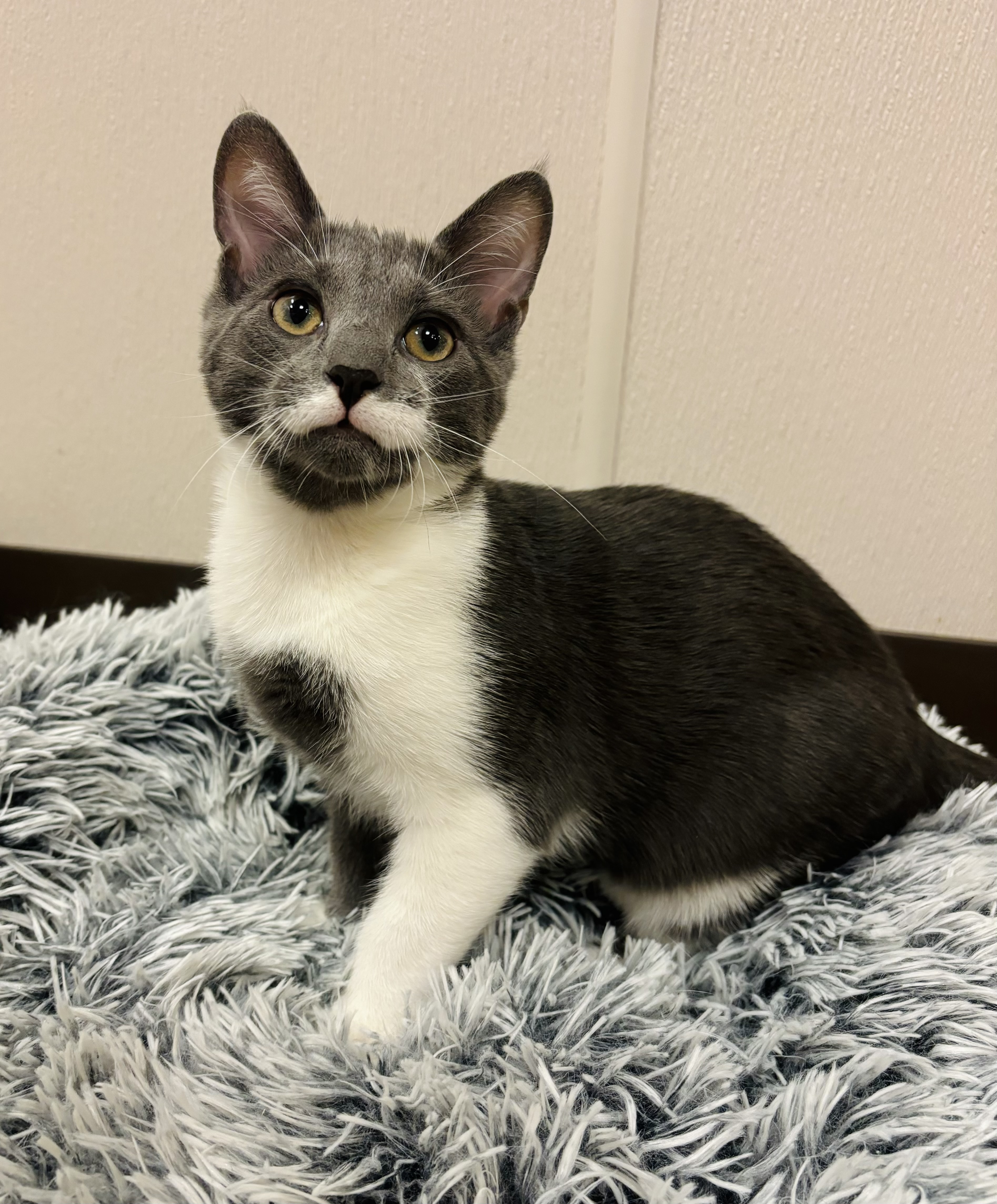 Tickles, Young Male Domestic Short Hair