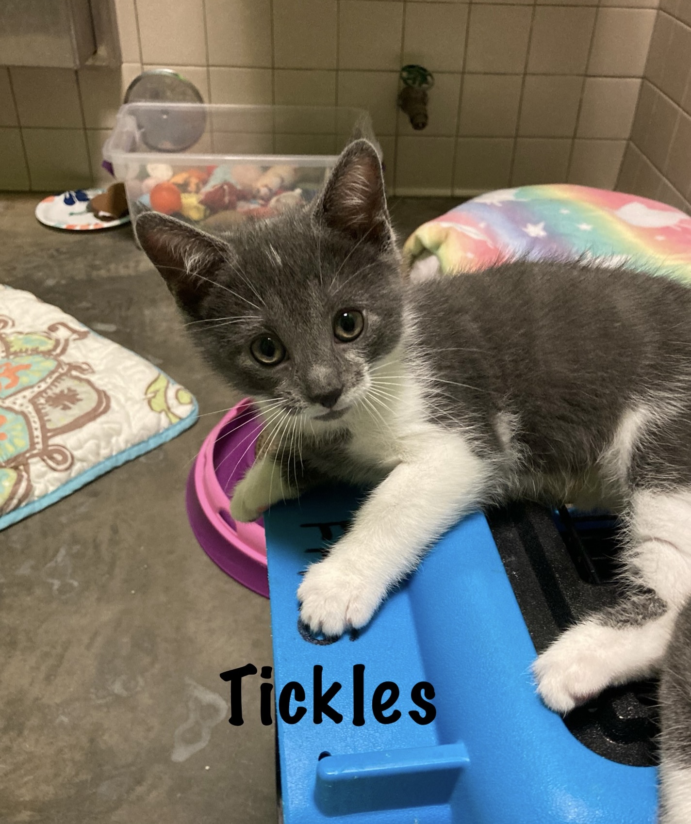 Enlarge Tickles, a Adoptable Domestic Short Hair in Salisbury, NC image 5/6