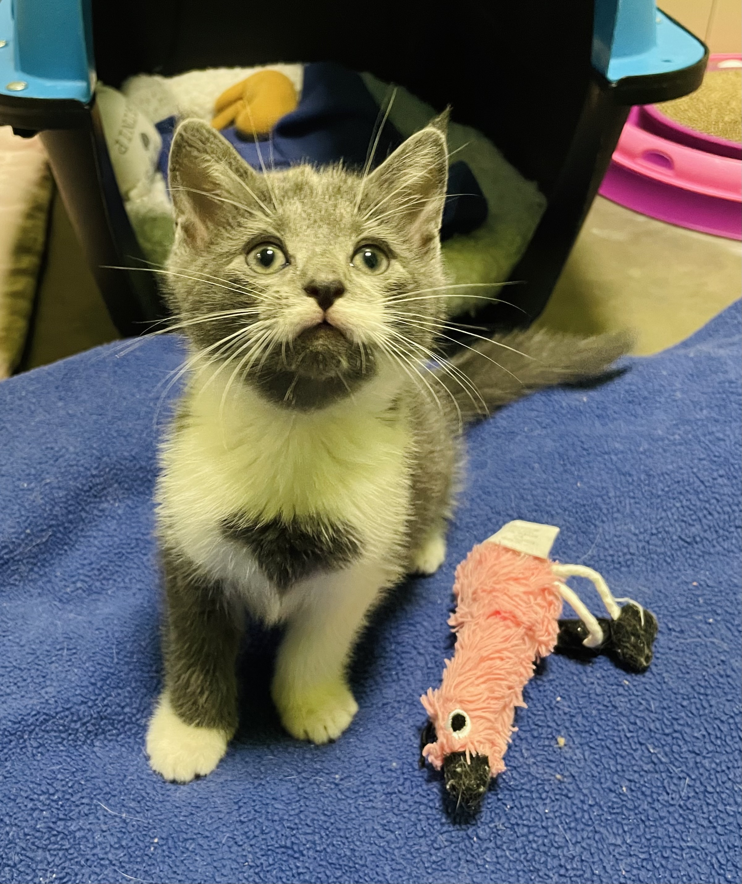 Enlarge Tickles, a Adoptable Domestic Short Hair in Salisbury, NC image 6/6