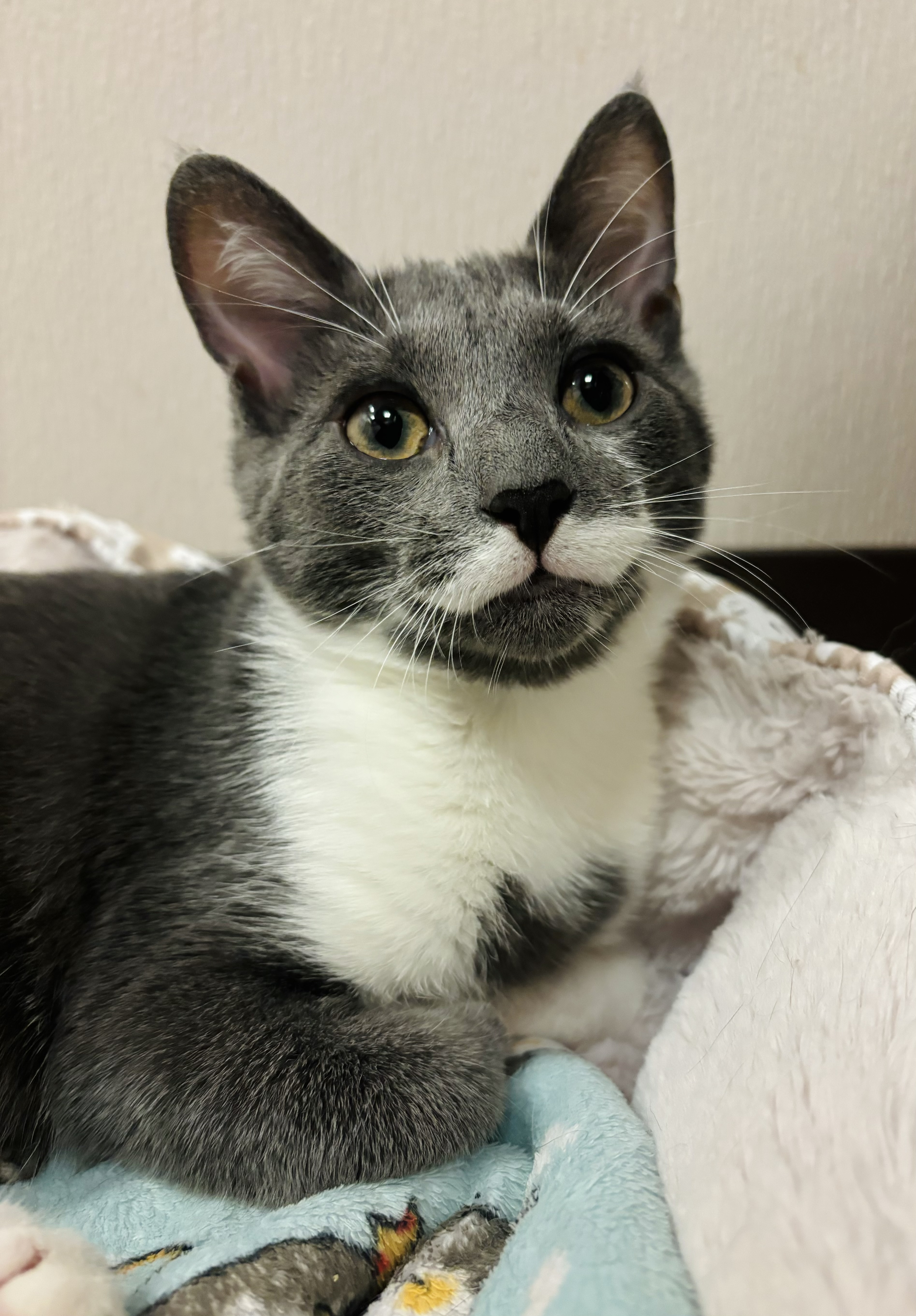Enlarge Tickles, a Adoptable Domestic Short Hair in Salisbury, NC image 3/6