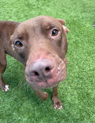 Emma **Courtesy Post. Out of town pet. See below for details**