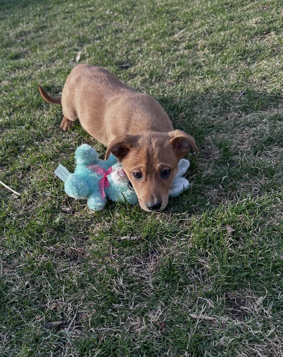Enlarge Cumin, a ADOPTABLE mixed breed in Arlington Heights, IL image 3/5