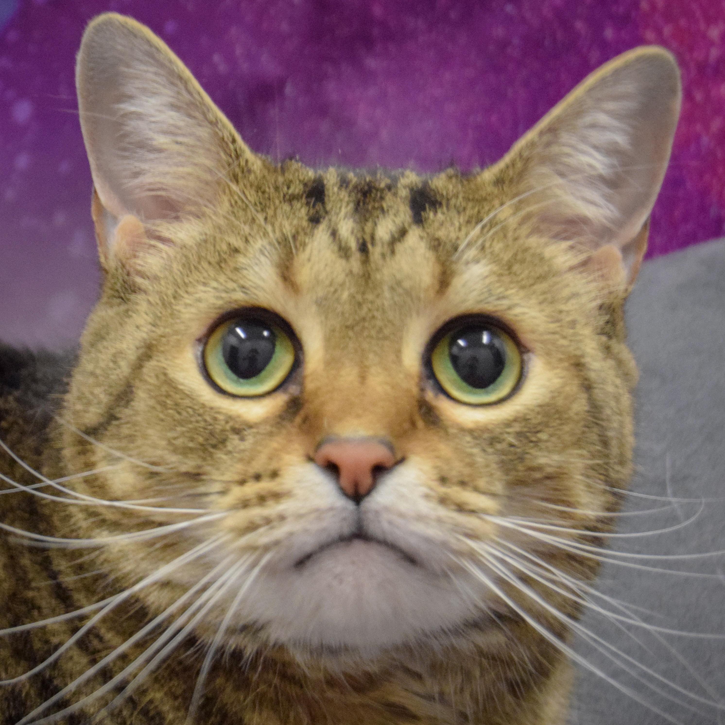 Roscoe, Adult Male unknown