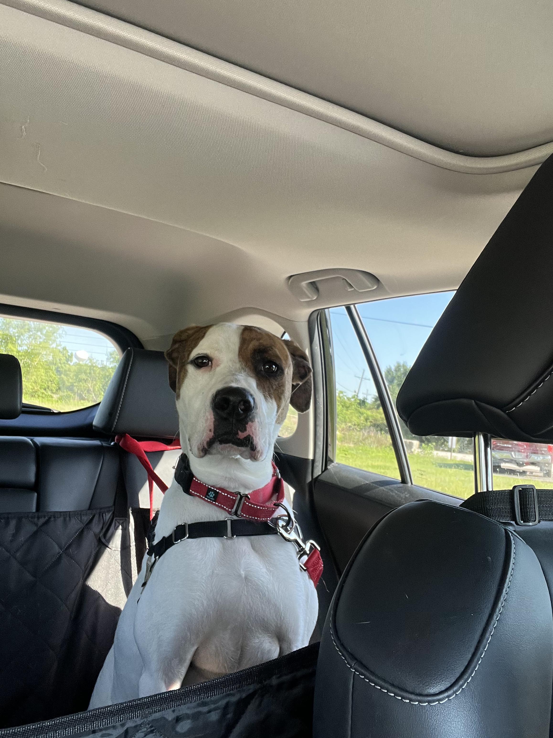Koda (friendly, great with kids, house trained, gentle, playful, walks great on a leash), a Adoptable mixed breed in Benton Harbor, MI image 5/6