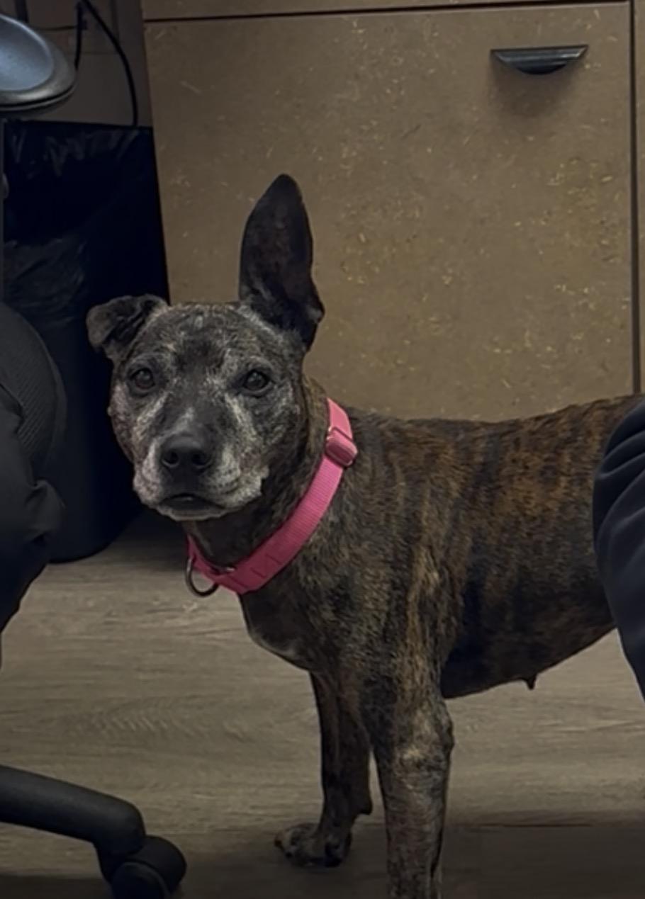 Sasha, ADOPTABLE, Senior Female Mixed Breed.