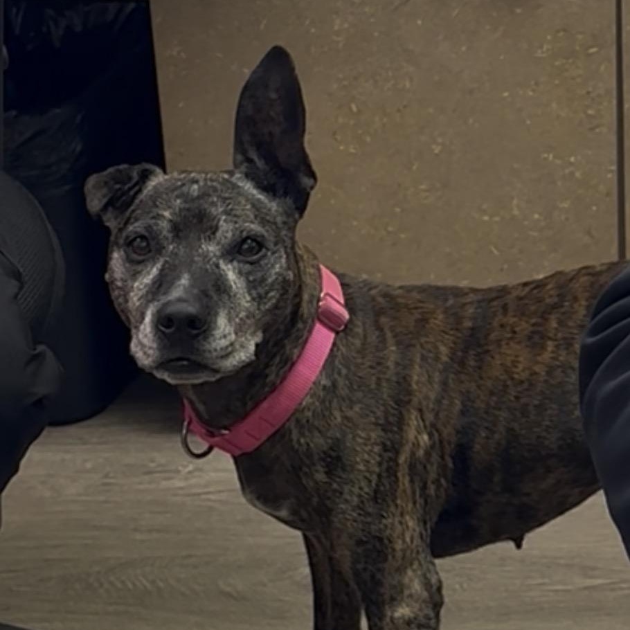 Enlarge Sasha, a Adoptable mixed breed in Conway, SC image 3/6