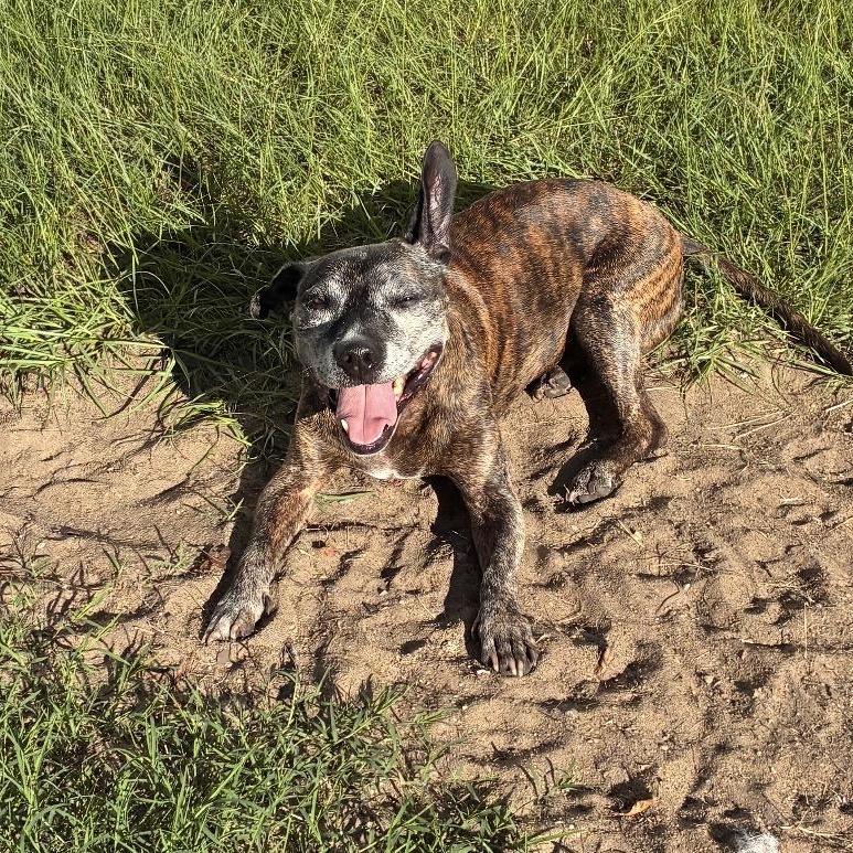 Enlarge Sasha, a Adoptable mixed breed in Conway, SC image 4/6
