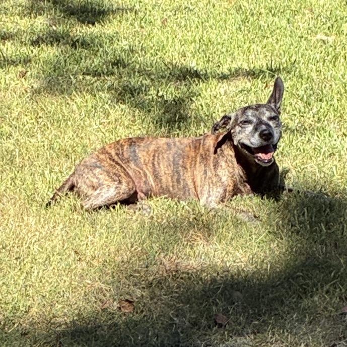 Enlarge Sasha, a Adoptable mixed breed in Conway, SC image 2/6