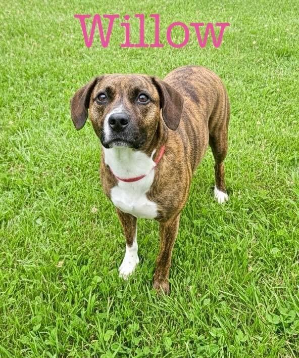 Enlarge Willow, a ADOPTABLE Mixed Breed in South Amboy, NJ image 1/1