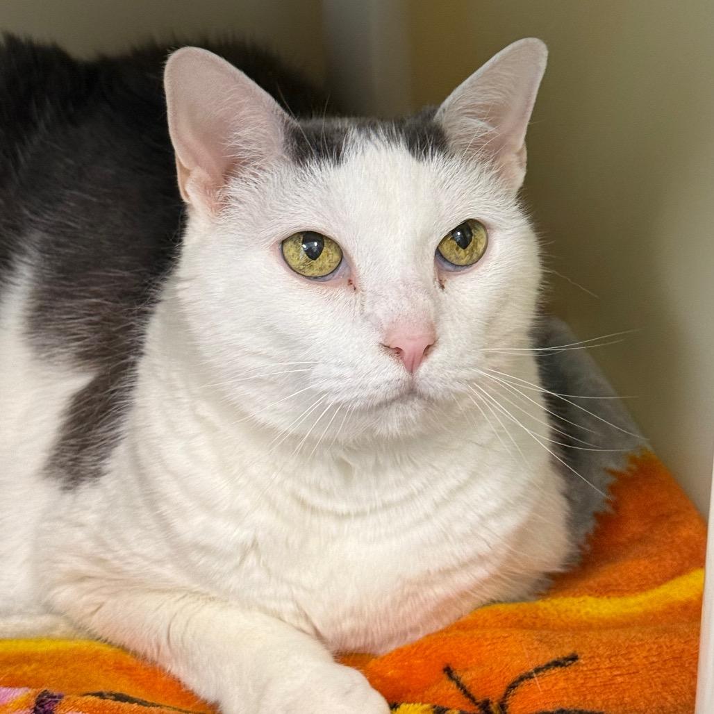 Enlarge Sissy, a Adoptable Domestic Short Hair in New Fairfield, CT image 1/4