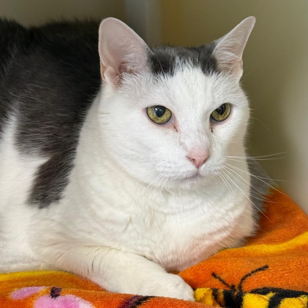 Enlarge Sissy, a Adoptable Domestic Short Hair in New Fairfield, CT image 2/4