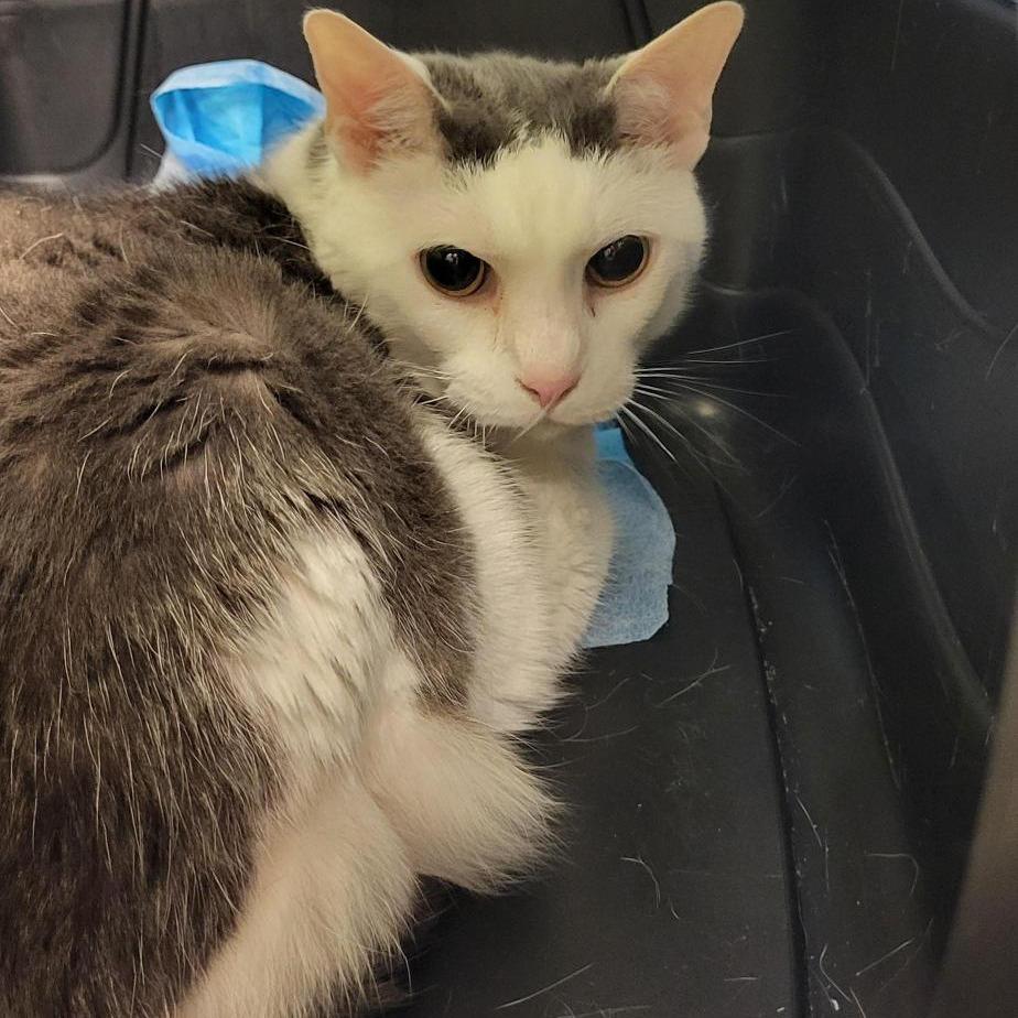 Enlarge Sissy, a Adoptable Domestic Short Hair in New Fairfield, CT image 3/4