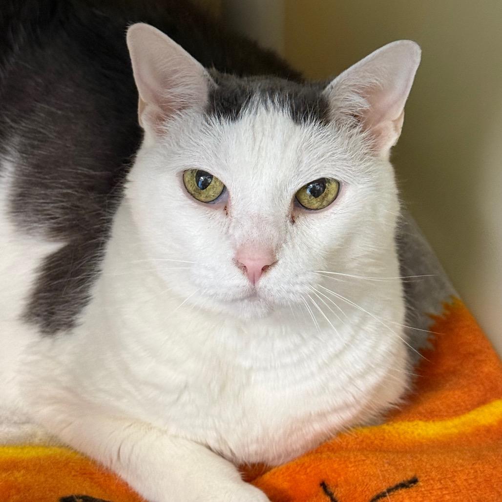 Enlarge Sissy, a Adoptable Domestic Short Hair in New Fairfield, CT image 4/4