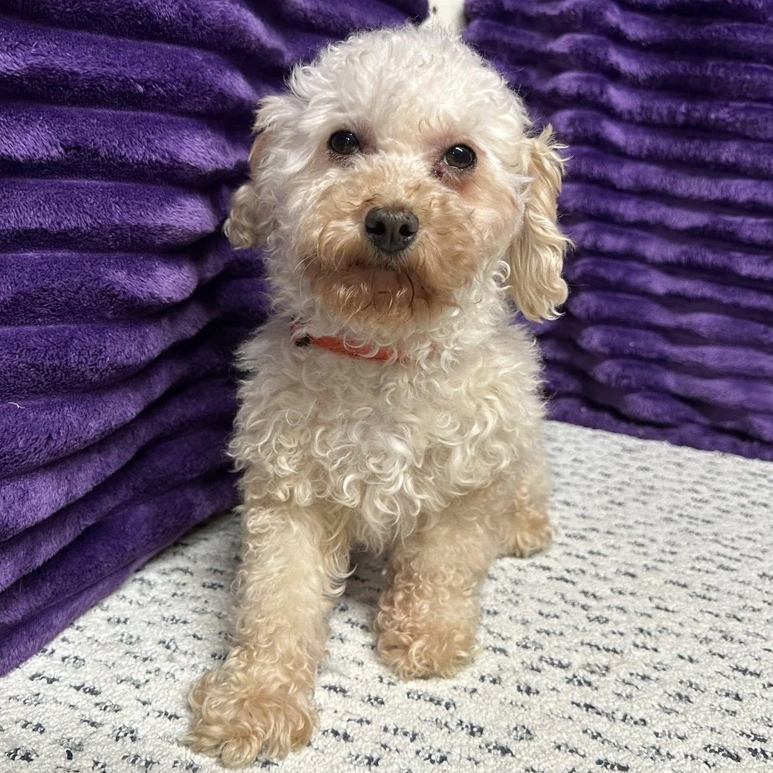 Saga - Home Visit in Process, an adopted Poodle in Hartland, WI image 3/5