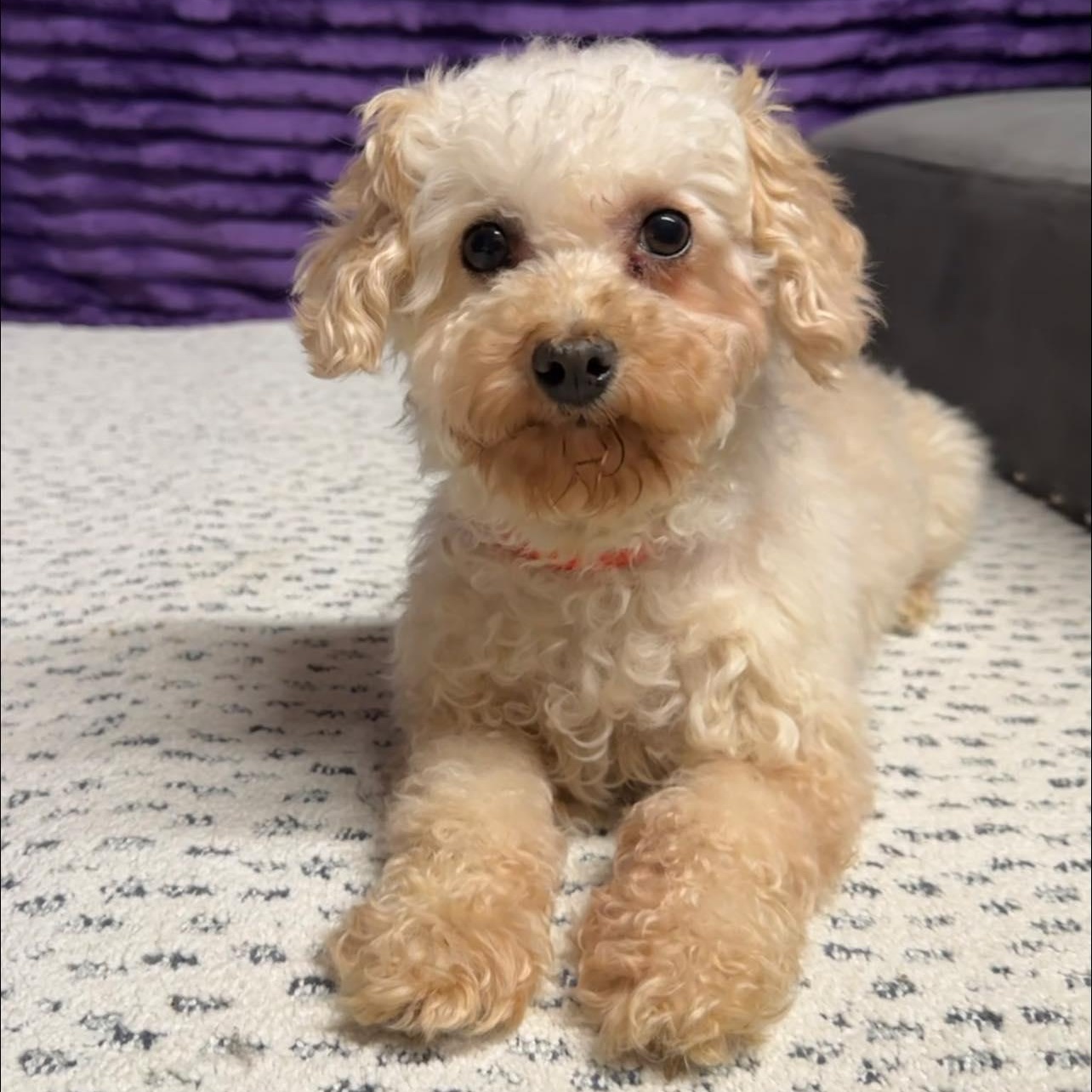 Saga - Home Visit in Process, an adopted Poodle in Hartland, WI image 2/5