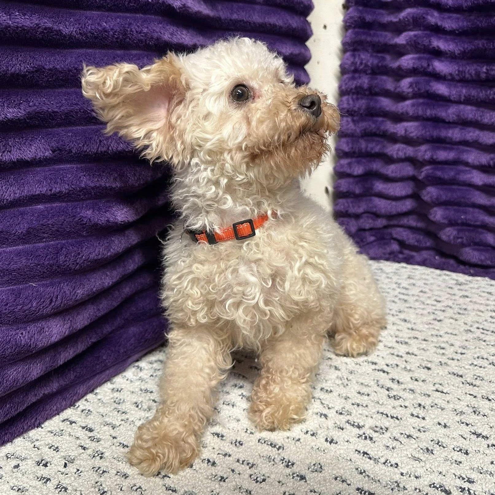 Saga - Home Visit in Process, an adopted Poodle in Hartland, WI image 5/5