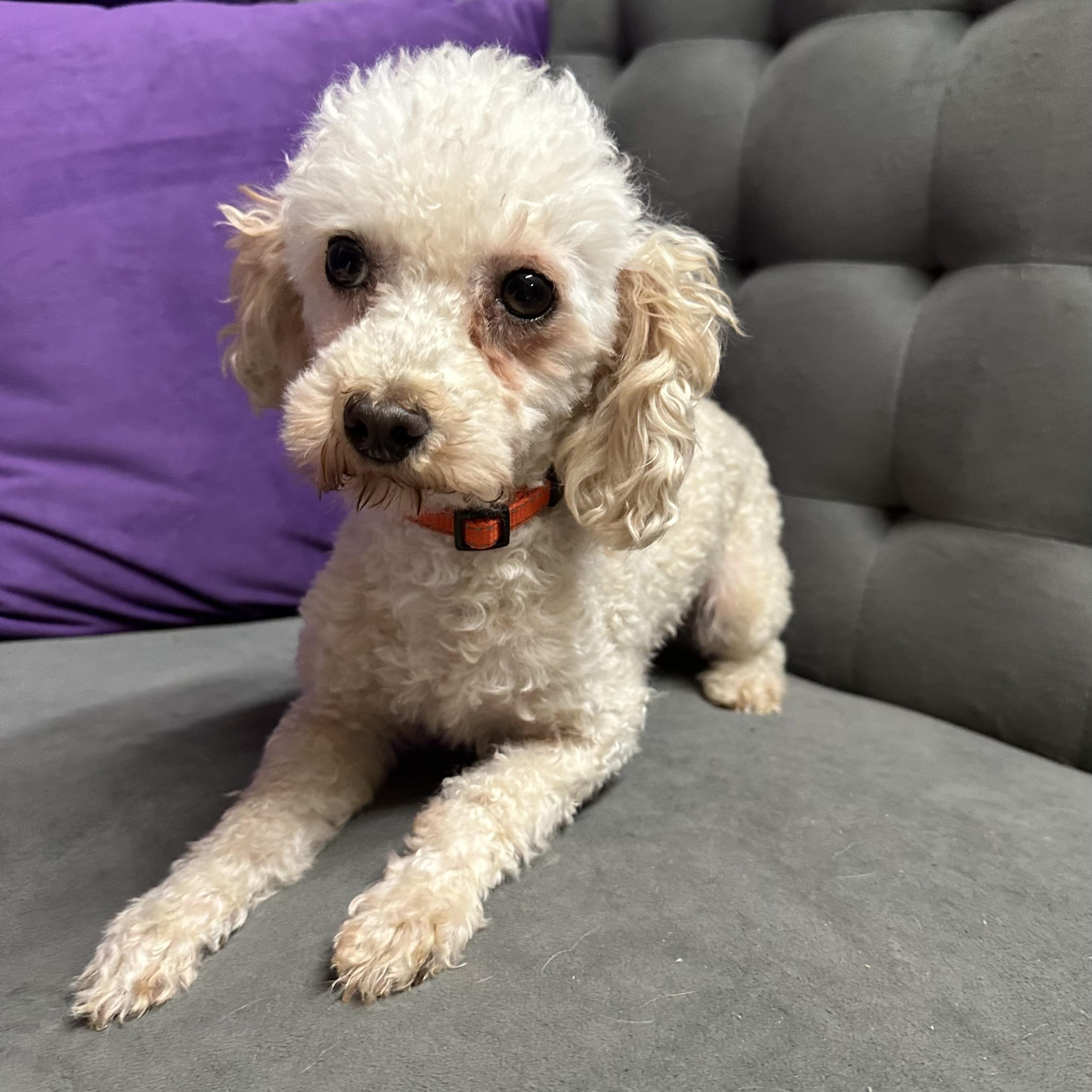 Saga - Home Visit in Process, adopted, Adult Female Poodle.