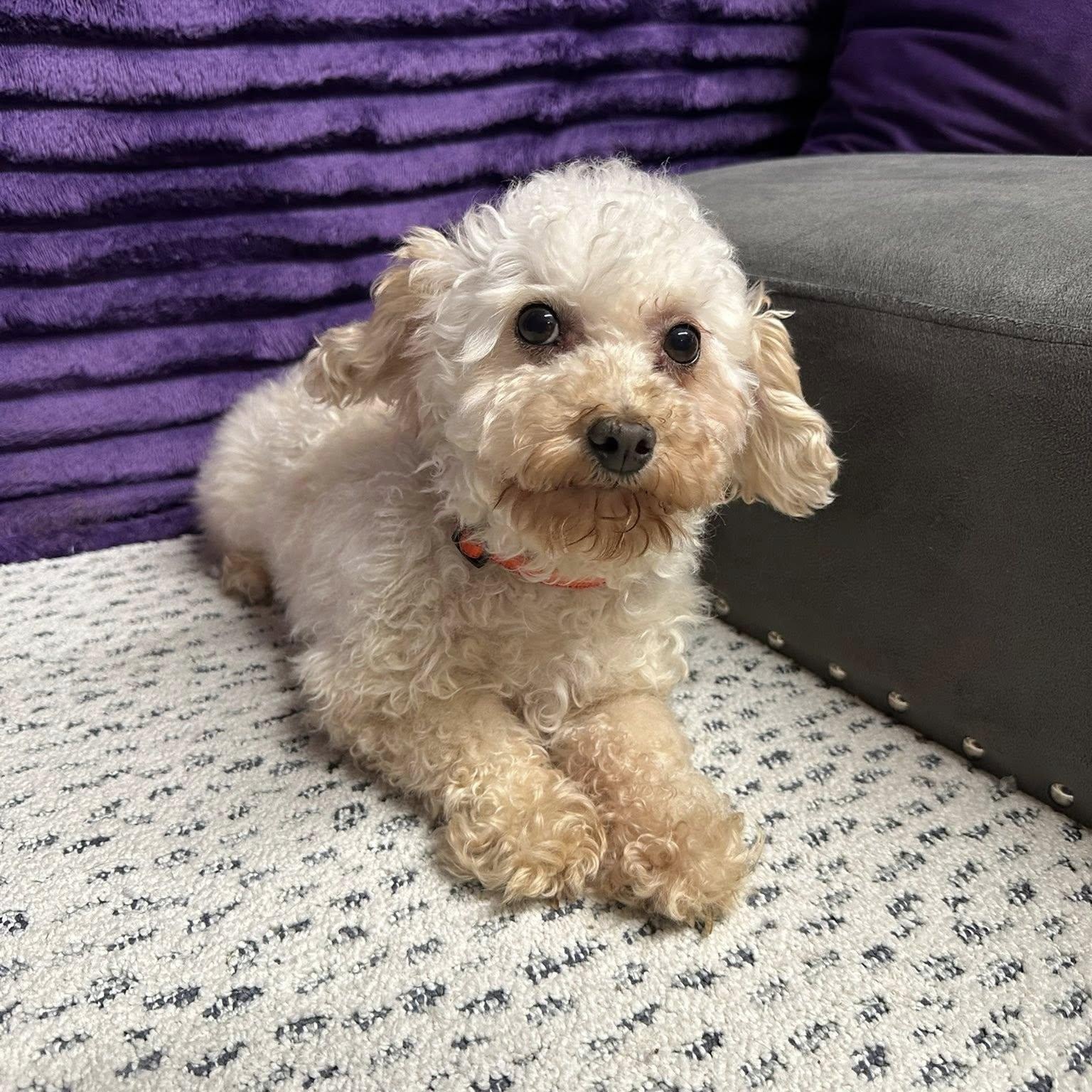Saga - Home Visit in Process, an adopted Poodle in Hartland, WI image 4/5
