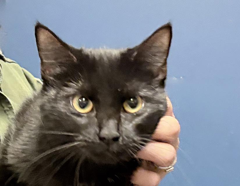 Enlarge Medusa , a ADOPTABLE Domestic Short Hair in Columbus, IN image 1/1