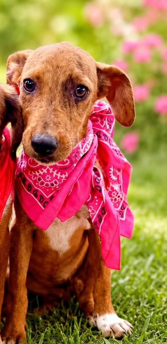 Judy - Adopted, adopted, Young Female Hound & Whippet.
