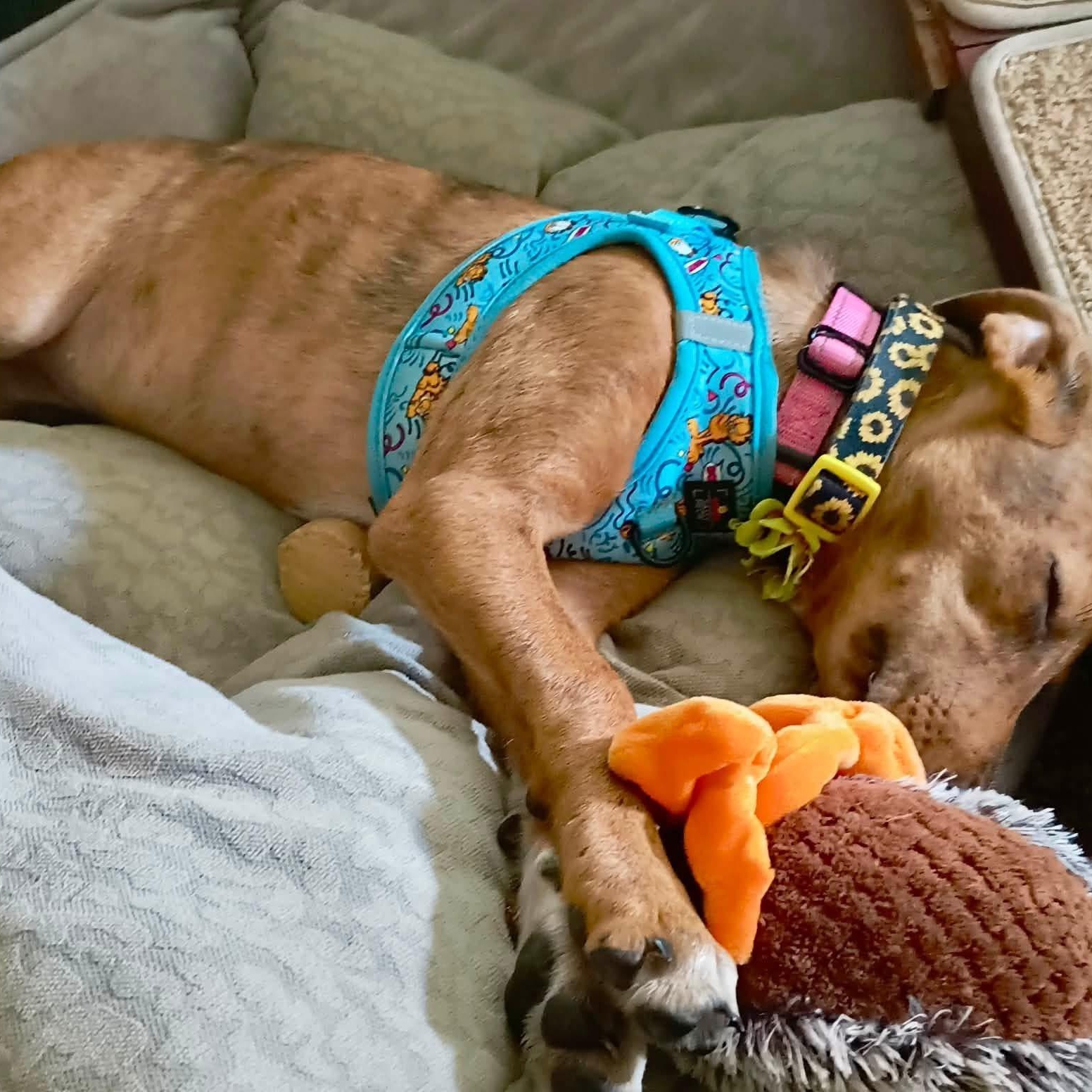 Judy - Adopted, an adopted mixed breed in Woodstock, IL image 3/3