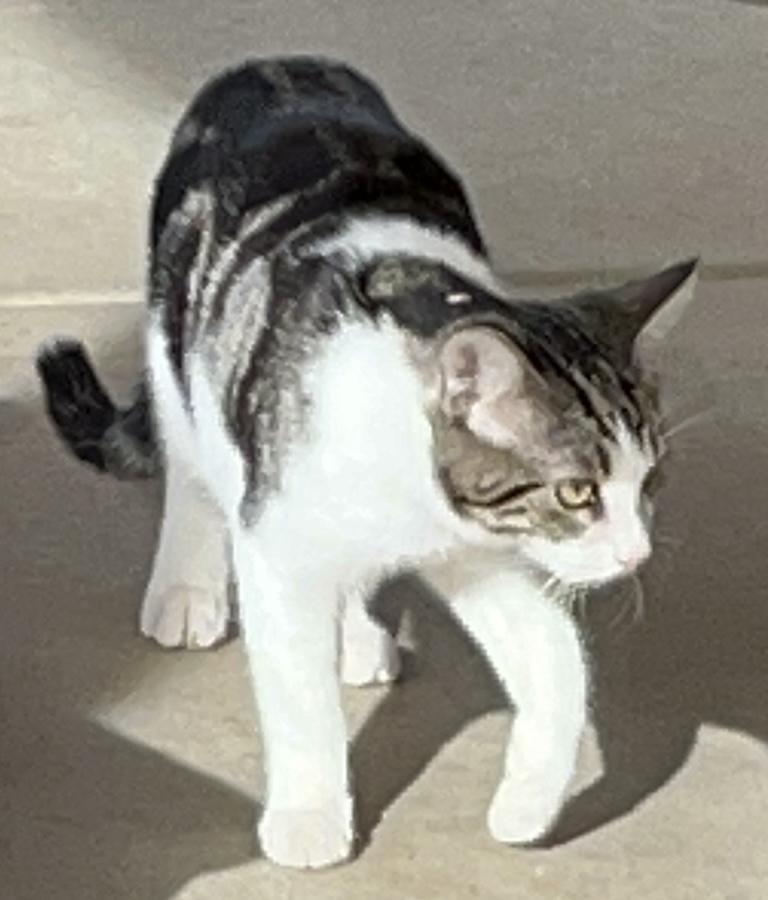 Enlarge Yuzu, a Adoptable mixed breed in Moreno Valley, CA image 2/5