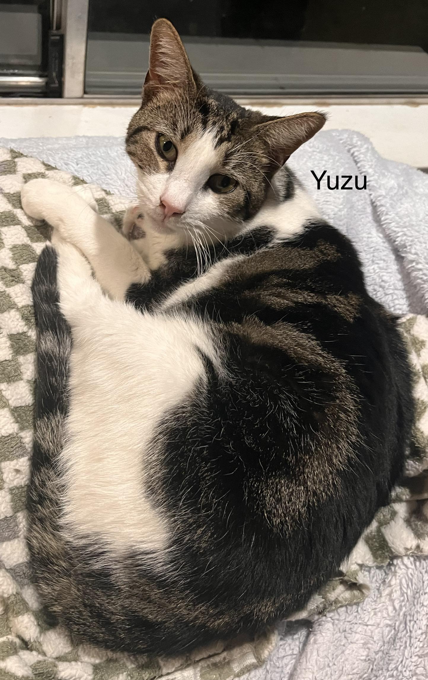 Enlarge Yuzu, a Adoptable mixed breed in Moreno Valley, CA image 4/5
