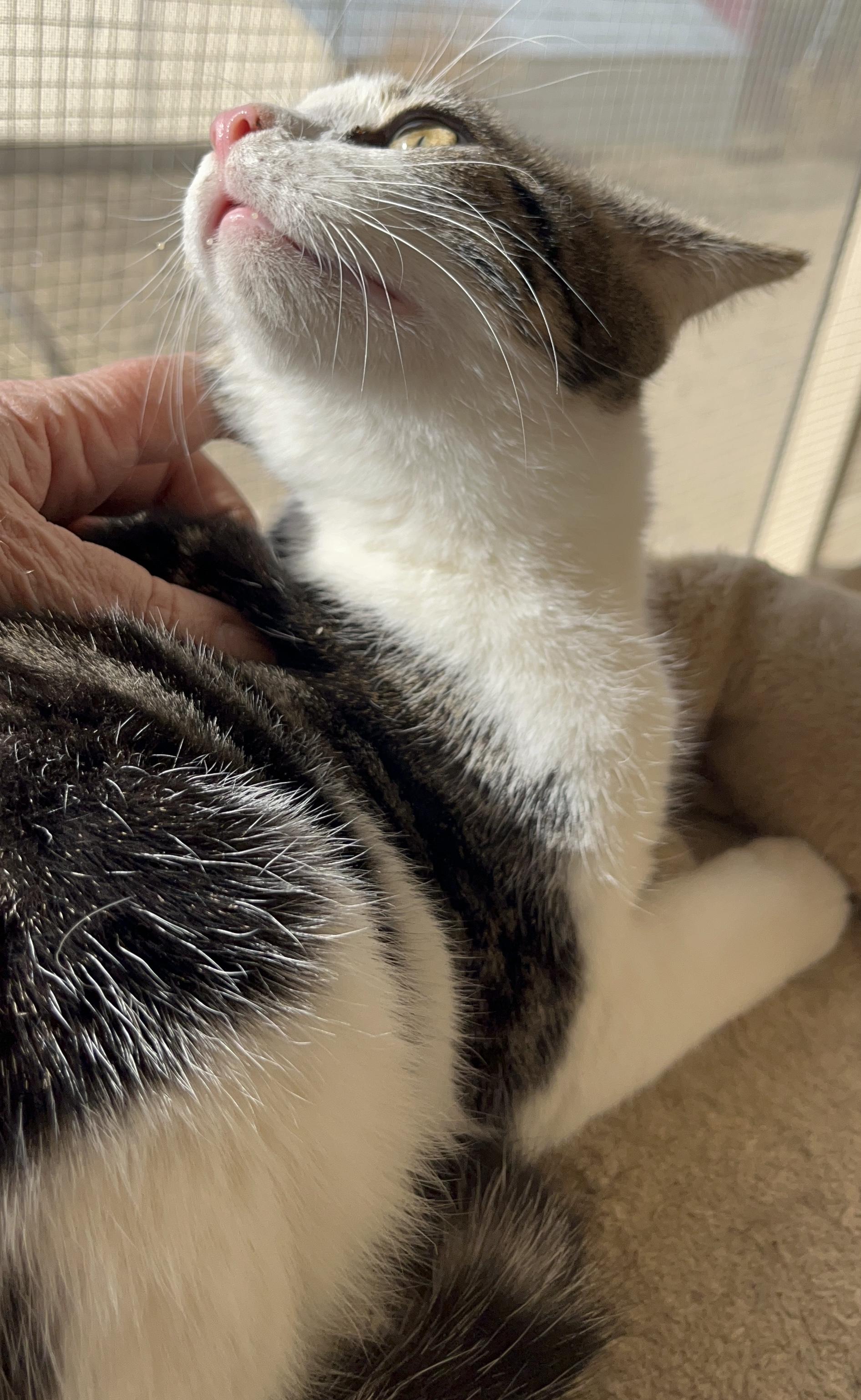 Enlarge Yuzu, a Adoptable mixed breed in Moreno Valley, CA image 5/5