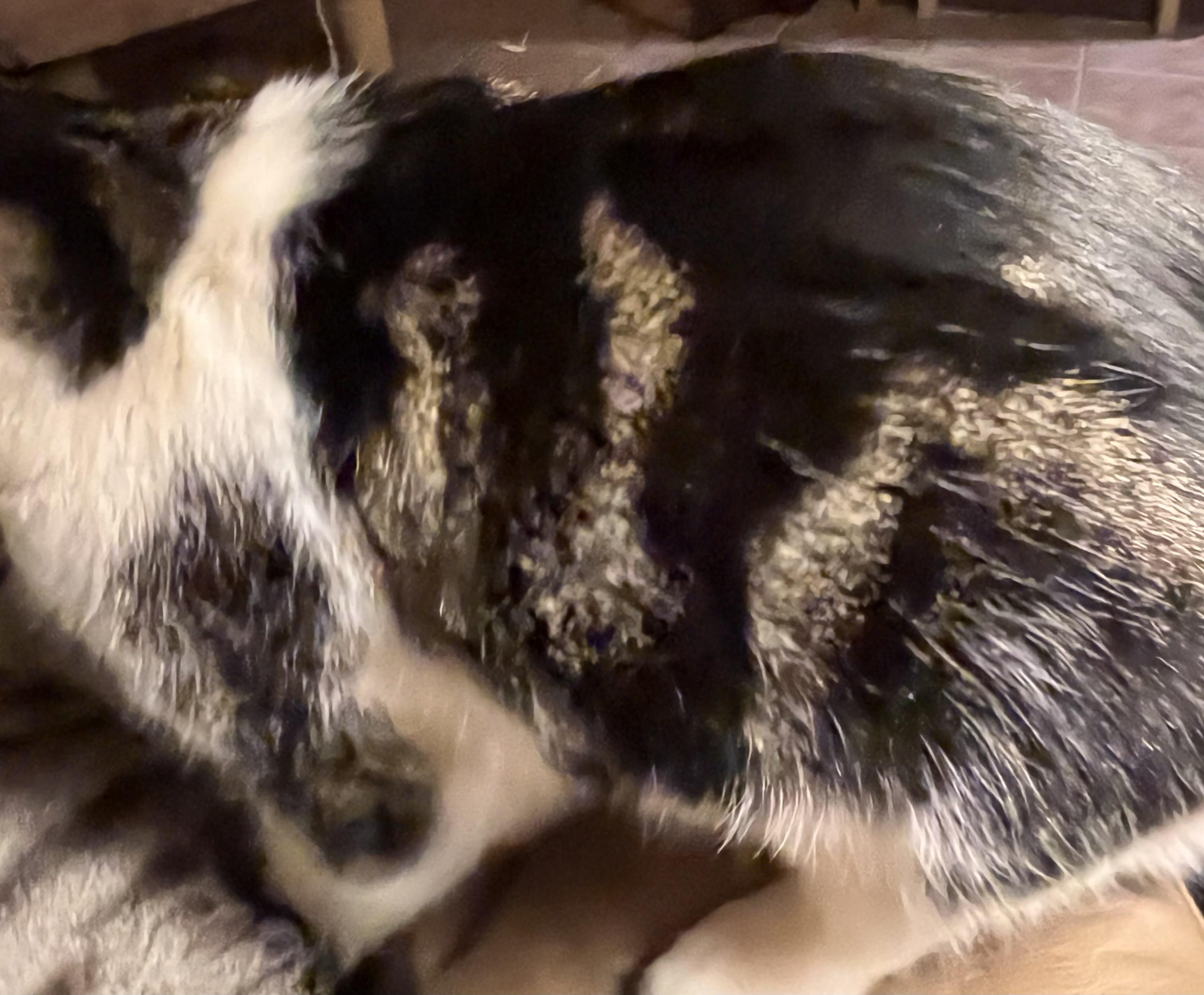 Enlarge Yuzu, a Adoptable mixed breed in Moreno Valley, CA image 3/5